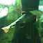Redtail catfish
