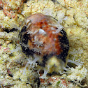 Lynx Cowry