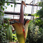 Titan Arum