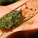 Cicada