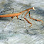 Praying Mantis