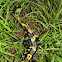 fire salamander
