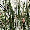 Island Applesnail (eggs)