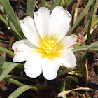 Calandrina