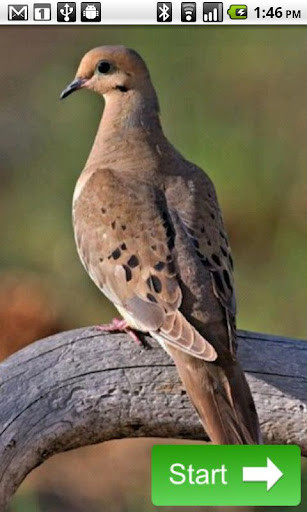 North American Birds