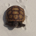 Gopher tortoise