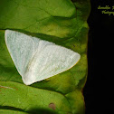 Tussock moth