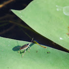 Aquatic Leaf Beetle