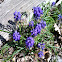 Grape Hyacinth