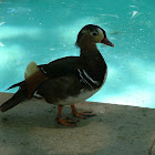 Mandarin Duck (Male)