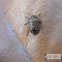 Brown marmorated Stink Bug