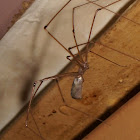 cellar spider