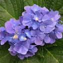 Hydrangea