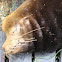 Sea Lion