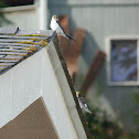 northern rough-winged swallow