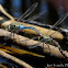 Darner Dragonfly