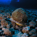 Helmet conch