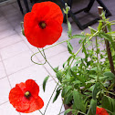 Poppy