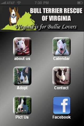 Bull Terrier Rescue VA