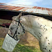 Morral Para Caballos