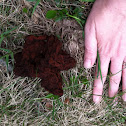 Brain False-Morel