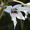 Peacock Flower