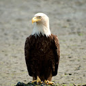 bald eagle 