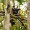 Indri