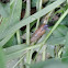 Snail