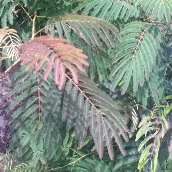 Spotting Image 1