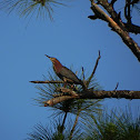 Green Heron