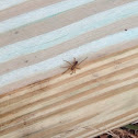 Wolf Spider