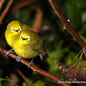 Kikuyu White-eye
