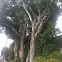 Eucalyptus tree
