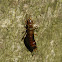European earwig female