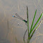 Damselfly 