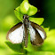 Skipper
