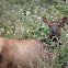 elk cow