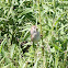 field sparrow