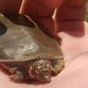 Spiny Softshell Turtle