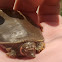 Spiny Softshell Turtle