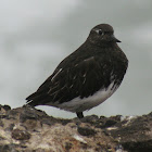 Black Turnstone