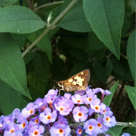 Spotting Image 1
