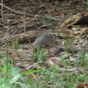 Nine-banded armadillo