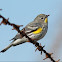 Yellow-rumped Warbler