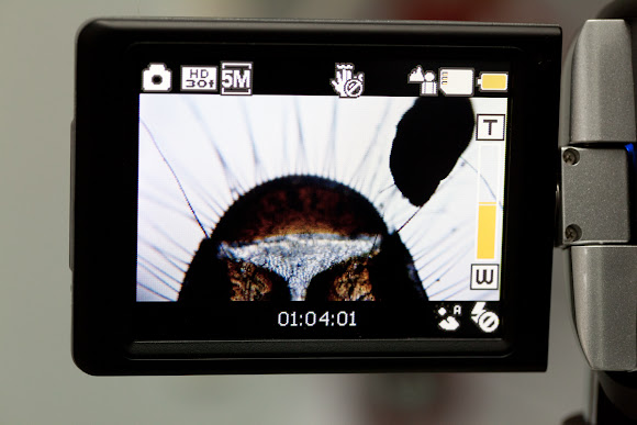 Spotting Image 1