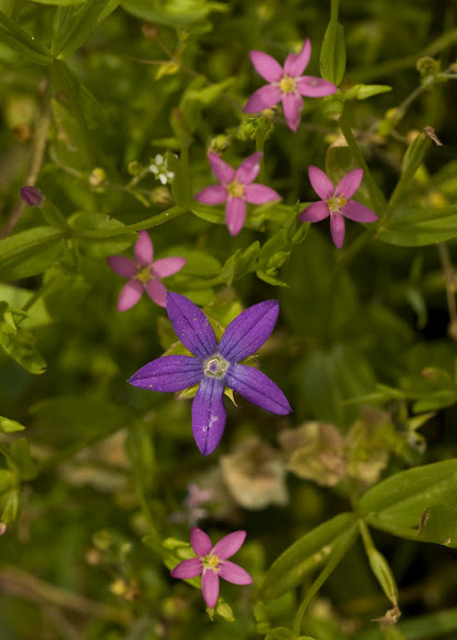 Spotting Image 1