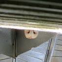 Barn Owl