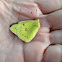 Clouded Sulphur