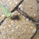 Flesh fly